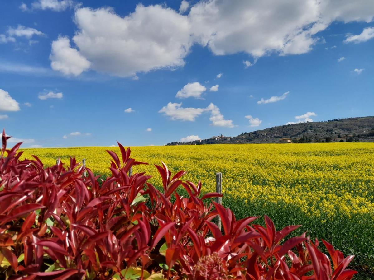 Podere Molinaccio パニカーレ エクステリア 写真