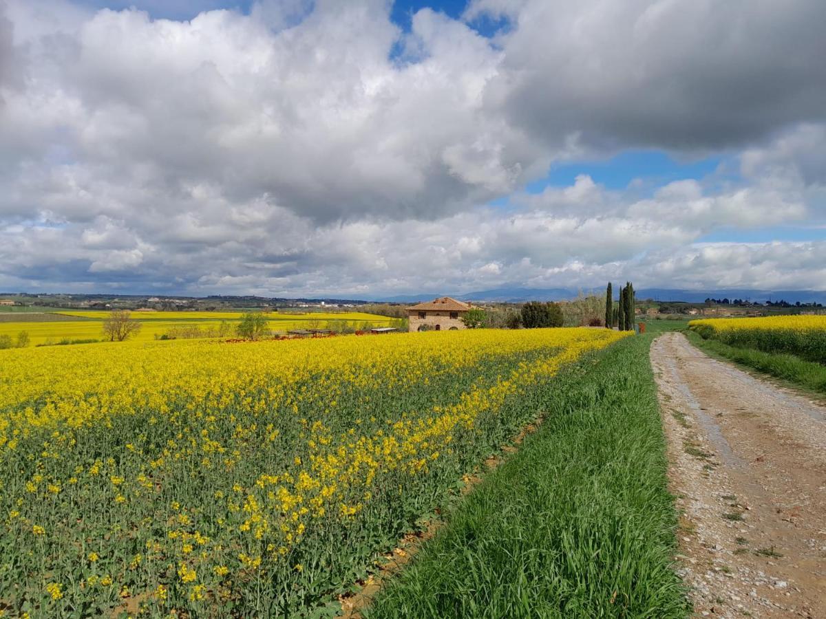 Podere Molinaccio パニカーレ エクステリア 写真